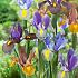 Iris Tiger Mix 7/8 (x250)