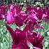 Tulipa Purple Heart 12/+ (x250)