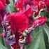 Tulipa Seadov Parrot 12/+ (x250)