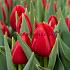 Tulipa Red Stone 12/+ (x250)
