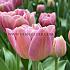 Tulipa Beachberry 12/+ (x250)