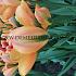 Tulipa Orange Marmalade 12/+ (x250)