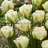 Tulipa Yukon 12/+ (x250)