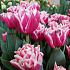 Tulipa Lets Dance 12/+ (x250)
