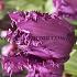 Tulipa Purple Jaws 12/+ (x250)