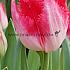 Tulipa Sweet Paradise 12/+ (x250)