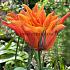 Tulipa Campbell 12/+ (x250)
