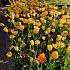 Tulipa Keukenhof Yellow Mixed 12/+ (x250)