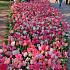 Tulipa Keukenhof Pink Mixed 12/+ (x250)
