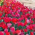 Tulipa Keukenhof Red Mixed 12/+ (x250)