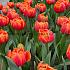 Tulipa Cadans 12/+ (x250)