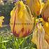 Tulipa La Courtine Parrot 12/+ (x250)
