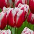 Tulipa Aomori 12/+ (x250)