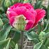 Tulipa Glamour Girl 12/+ (x250)
