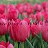 Tulipa La Romaine 12/+ (x250)