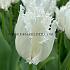Tulipa Noordeinde 12/+ (x250)