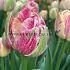 Tulipa Sprinkle Dip® 12/+ (x250)