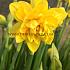 Narcisses Tete Boucle Double Z11/12 (x250)