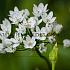 Allium Cowanii 4/+ (x250)