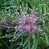 Allium Schubertii 12/14 (x250)