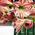 Amaryllis Ambiance 30/32 (x10)