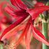 Amaryllis Bogota 28/30 (x10)