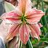 Amaryllis Exotic Star 28/30 (x10)
