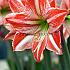 Amaryllis Fairytale 28/30 (x10)