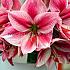 Amaryllis Gervase 30/32 (x10)