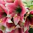 Amaryllis Misty 28/30 (x10)