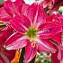 Amaryllis Neon 30/32 (x10)