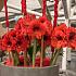 Amaryllis Orange Souvereign 30/32 (x10)