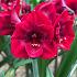 Amaryllis Premiere 30/32 (x10)