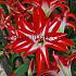 Amaryllis Splash 30/32 (x10)