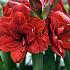 Amaryllis Velvet Nymph 30/32 (x10)