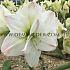Amaryllis White Amadeus 30/32 (x10)