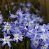 Chionodoxa Forbesii Blue Giant 5/+ (x250)