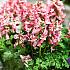 Corydalis Solida 5/+ (x 250)