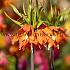 Fritillaria Orange Beauty 20/+ (x25)