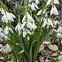 Galanthus Nivalis 6/+ (x250)