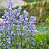 Hyacinthoides Hispanica Blauw 8/10 (x250)