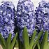Hyacinthus Aqua 17/18 (x100)