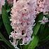 Hyacinthus China Pink 17/18 (x 100)