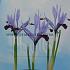 Iris Clairette 5/+ (x250)
