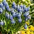 Muscari Mount Hood 5/+ (x250)