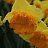 Narcissus Congress 14/16 (x250)
