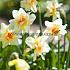Narcissus Double Fashion 14/16 (x250)