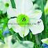 Narcissus Sinopel 12/14 (x250)