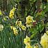 Narcissus Yellow Cheerfulness 14/16 (x250)