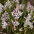 Scilla Bifolia Rosea 5/+ (x250)